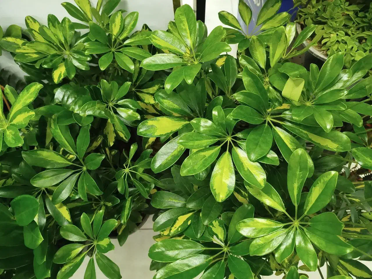 گل خونگی|گل و گیاه طبیعی|اصفهان, گرکان|دیوار