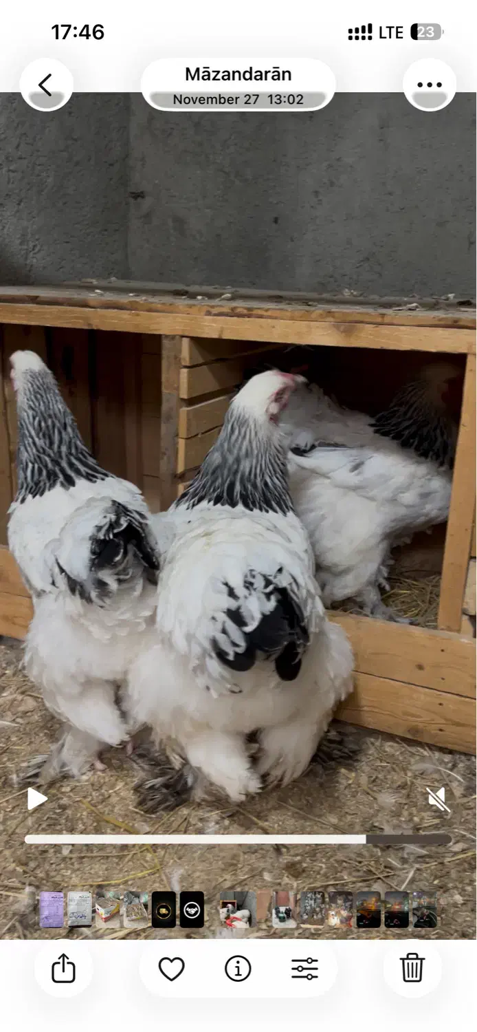 مرغ برهما|حیوانات مزرعه|گلوگاه, |دیوار