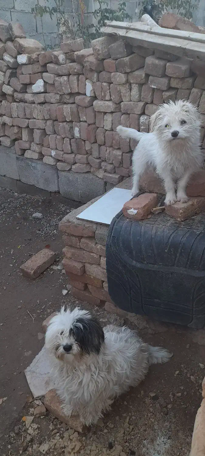 سگ شیتزو|سگ|میان جلگه, |دیوار