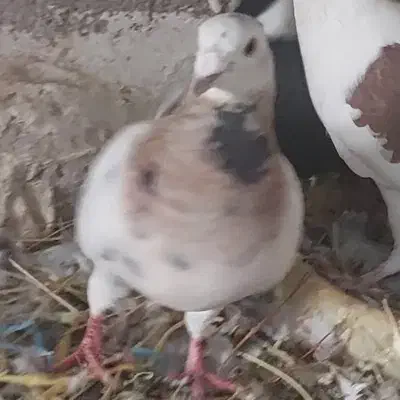 جفت700|پرنده|سلامی, |دیوار