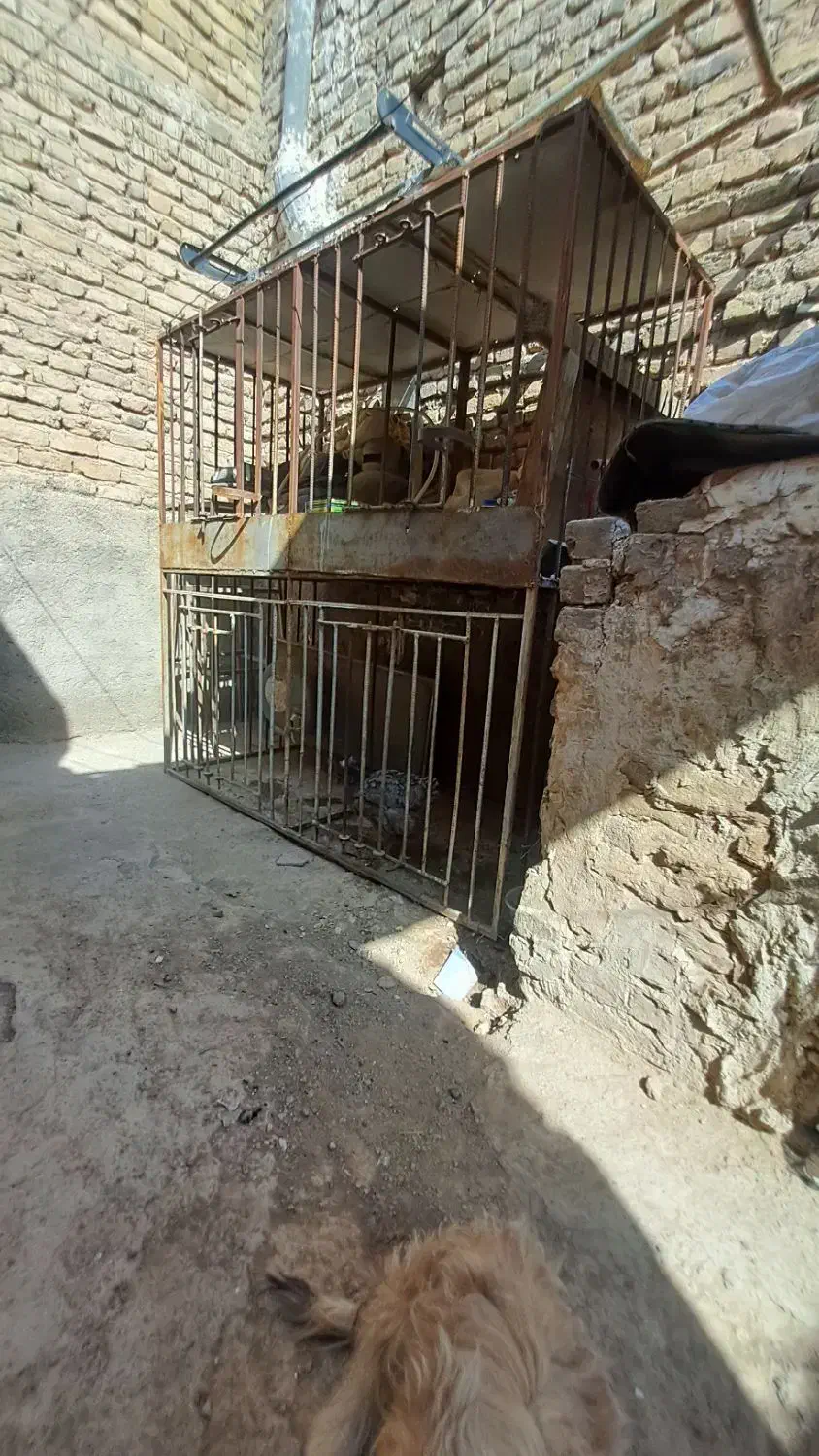 قفس تمام میلگرد|لوازم جانبی حیوانات|تربت جام, شاد|دیوار