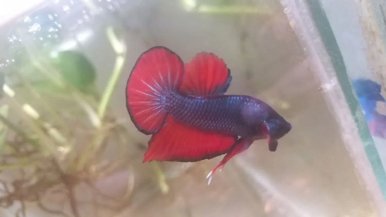 بتا،فایتر|ماهی|سیاهکل, |دیوار