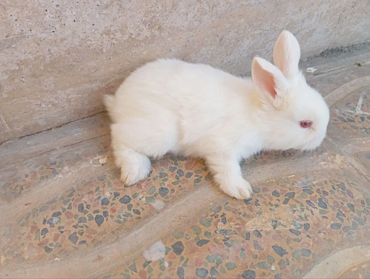 خرگوش سفید چشم شرابی|موش و خرگوش|بروجرد, |دیوار