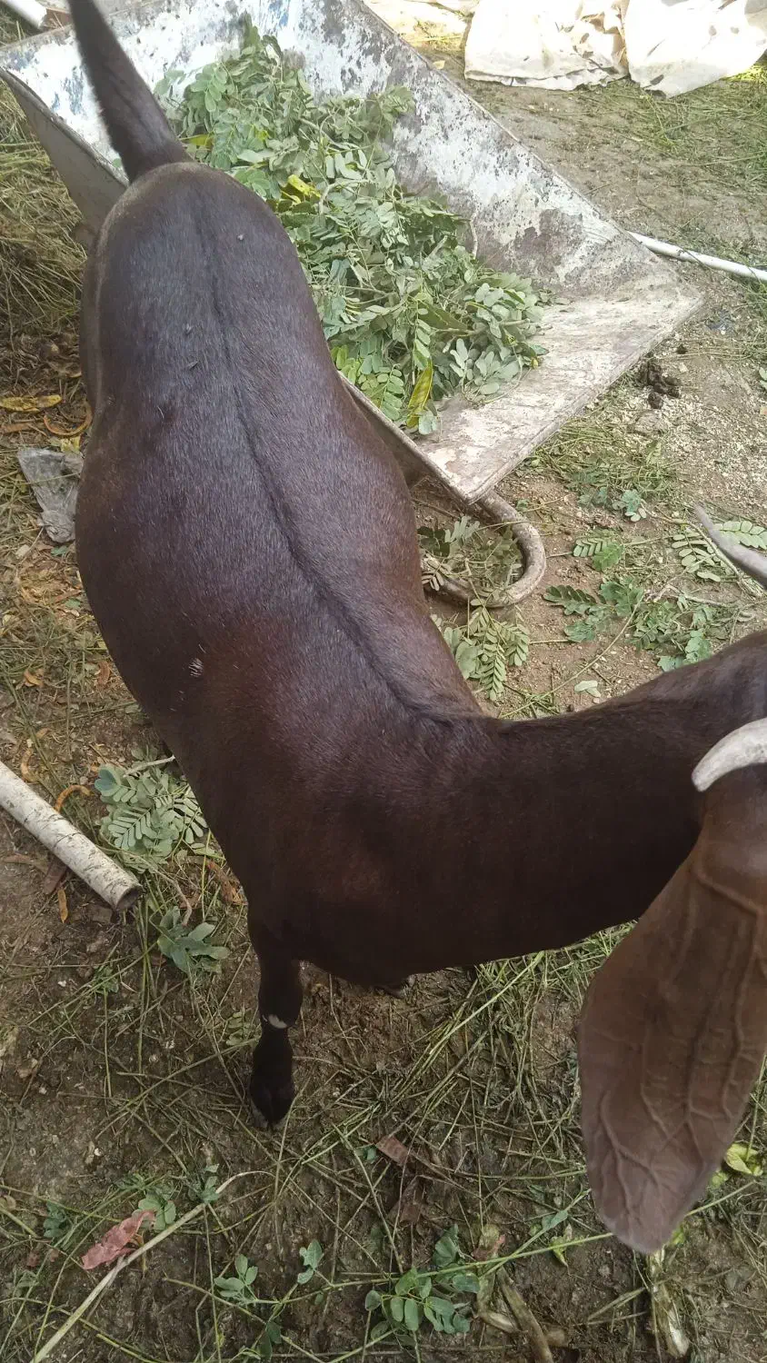 فروش بزه ابستن|حیوانات مزرعه|بندر کنگان, |دیوار