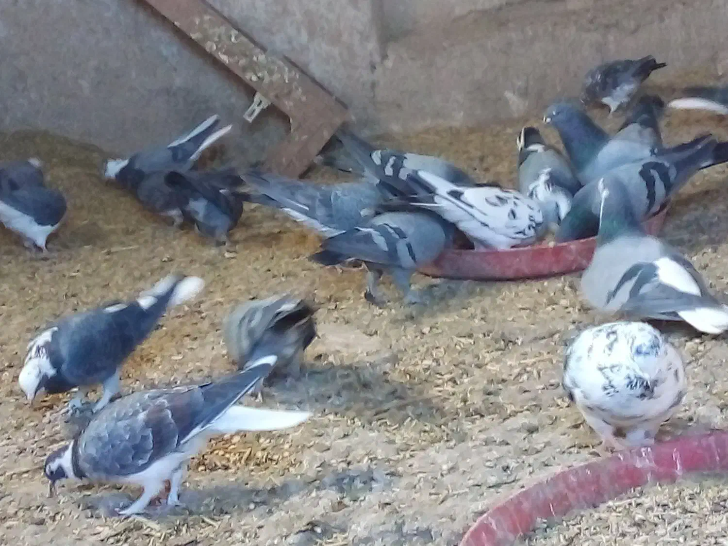 کبوتر صحرایی|پرنده|گلپایگان, |دیوار