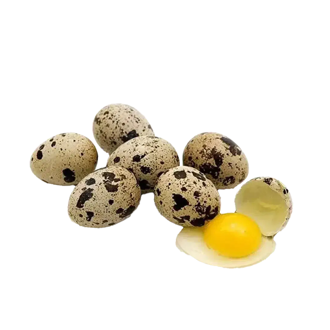 تخم بلدرچین|حیوانات مزرعه|مشهد, انقلاب|دیوار