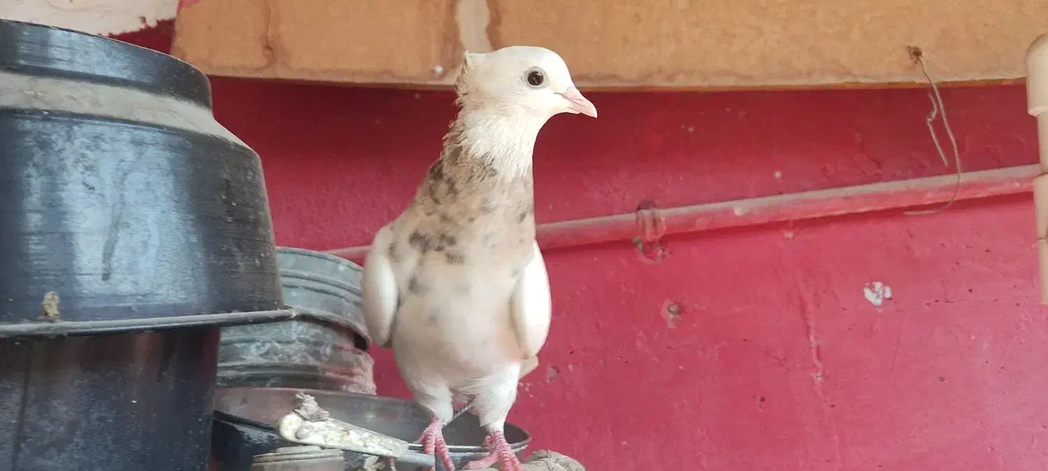 کبوتر طوقی.|پرنده|دوگنبدان, |دیوار