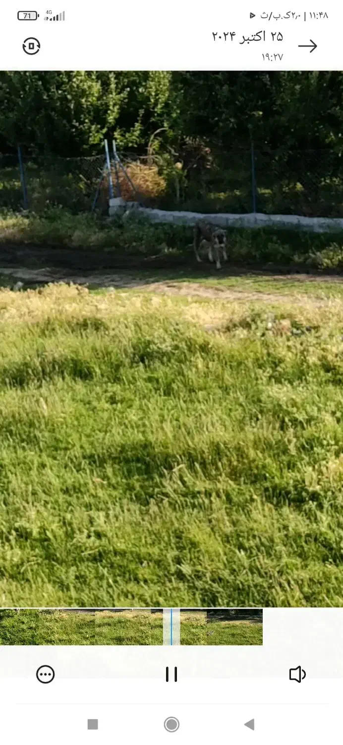 سگ ماده اصیل|حیوانات|نالوس, |دیوار