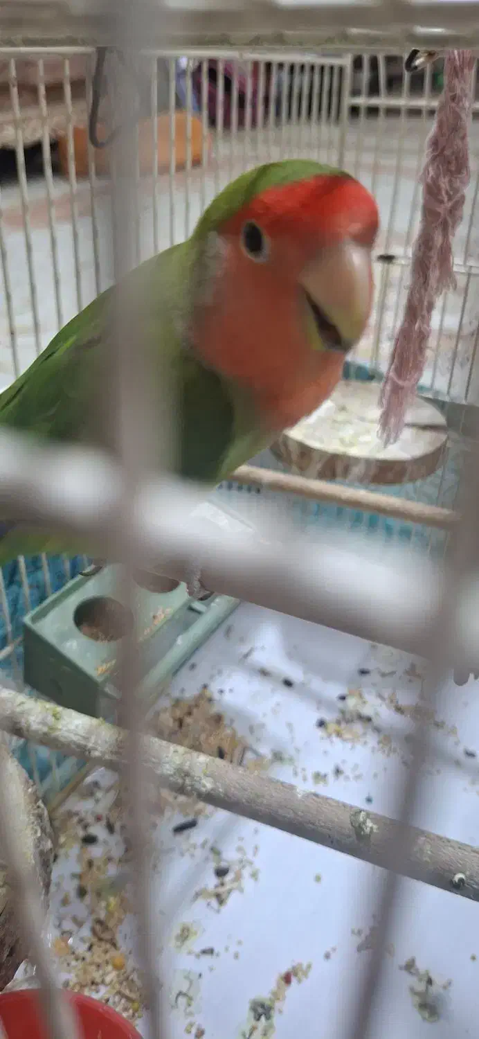 کوتوله برزیلی صورت هلویی|پرنده|فردوسیه, |دیوار