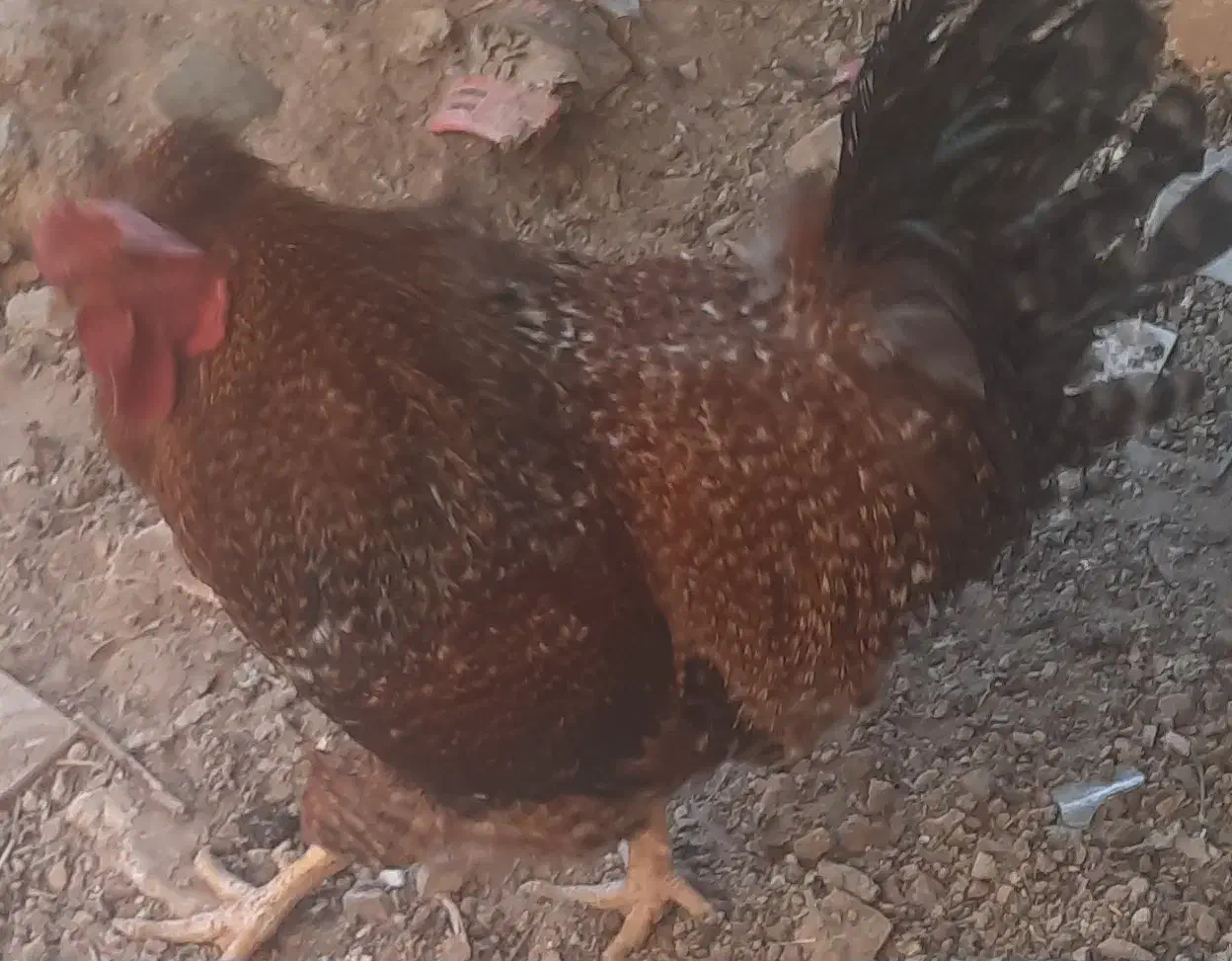 خروس جوان و زیبا|حیوانات مزرعه|خمینیشهر, |دیوار