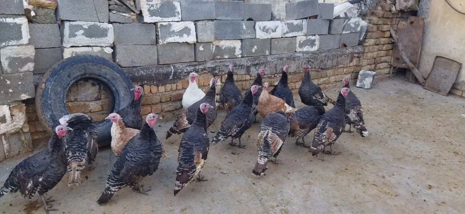 بوقلمون کوردی|حیوانات مزرعه|کامیاران, |دیوار