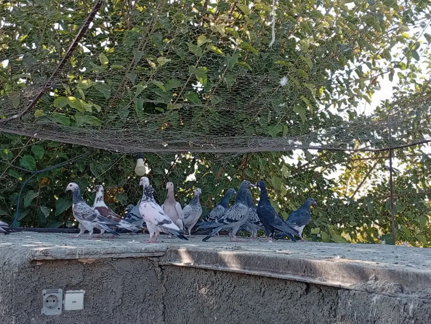 دسته جوجه پلاکی|پرنده|حمیدیا, |دیوار