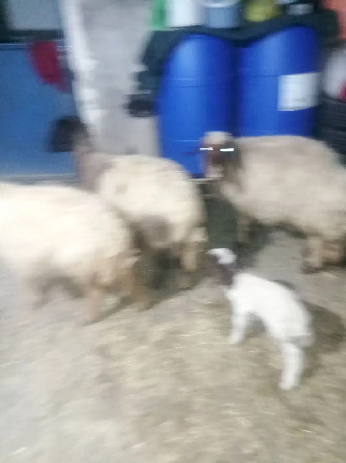 میش|حیوانات مزرعه|آبدانان, |دیوار