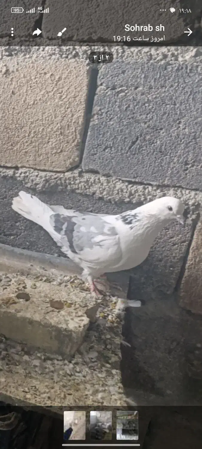 کبوتر رفتنی|حیوانات|باروق, |دیوار