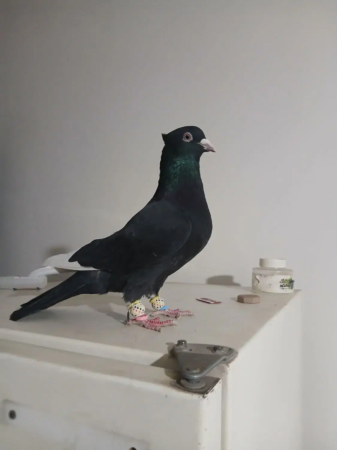 کفتر نر موقعیت ناصر آباد  قیمت ۸ملیون تخفیف هم|پرنده|شیراز, درکی|دیوار