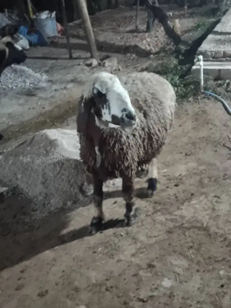 شیشک میش ابستن|حیوانات مزرعه|شیراز, شهرک رضوان|دیوار