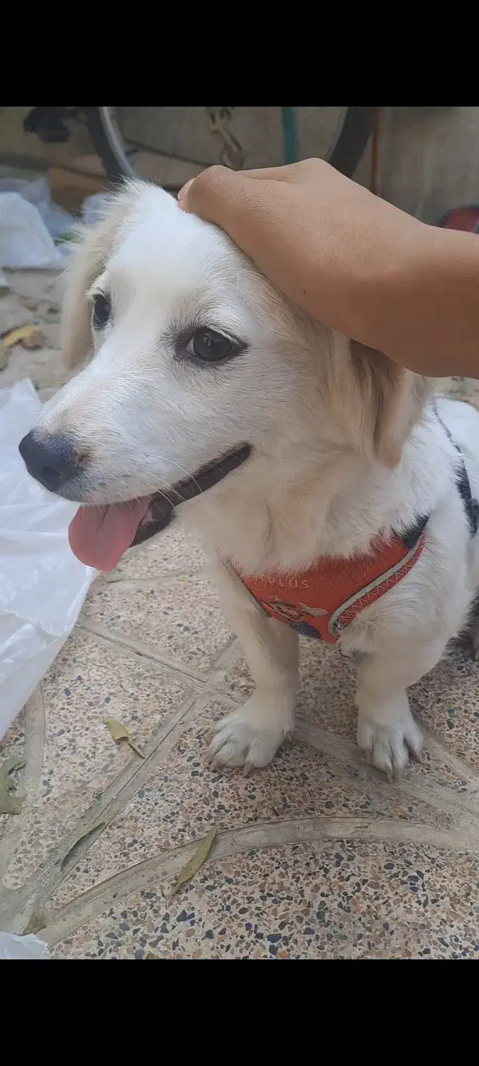 سگ پا کوتاه|سگ|شیراز, تندگویان|دیوار