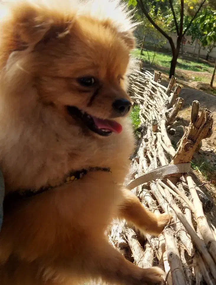 سگ پامر|سگ|کرج, عظیمیه|دیوار