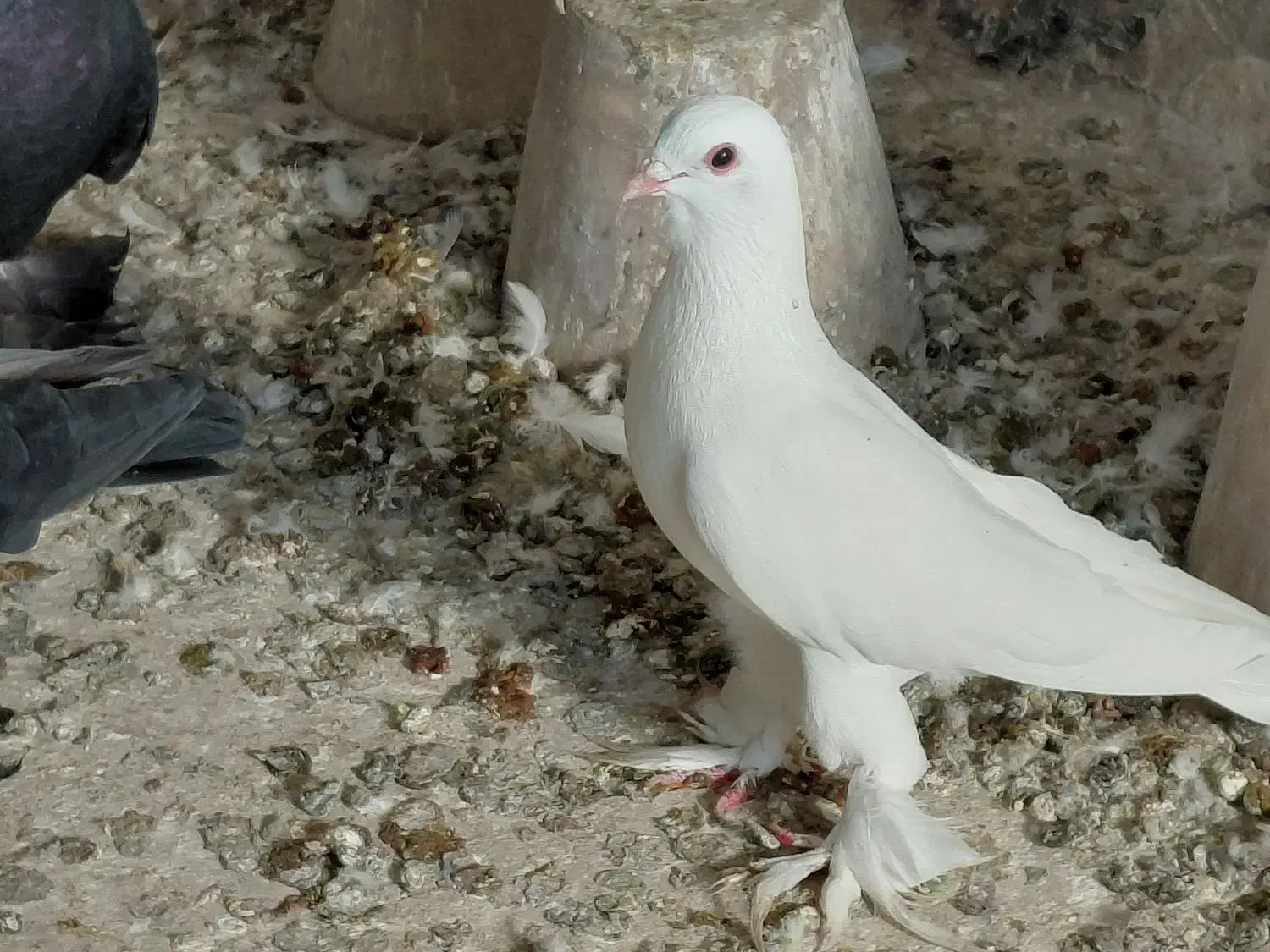 کبوتر قزقن سالم|پرنده|باسمنج, |دیوار