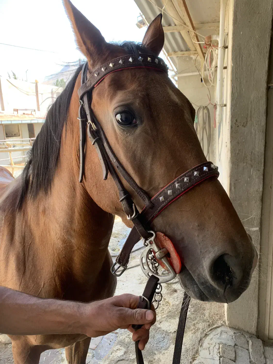 مادیان با کره|اسب و تجهیزات اسبسواری|کرمانشاه, |دیوار