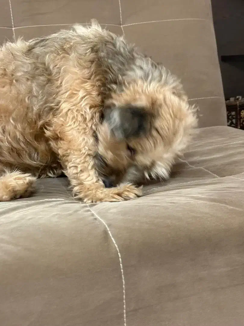 سگ ماده|سگ|یزد, |دیوار