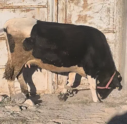 گاو گوشتی|حیوانات مزرعه|مشگین شهر, |دیوار