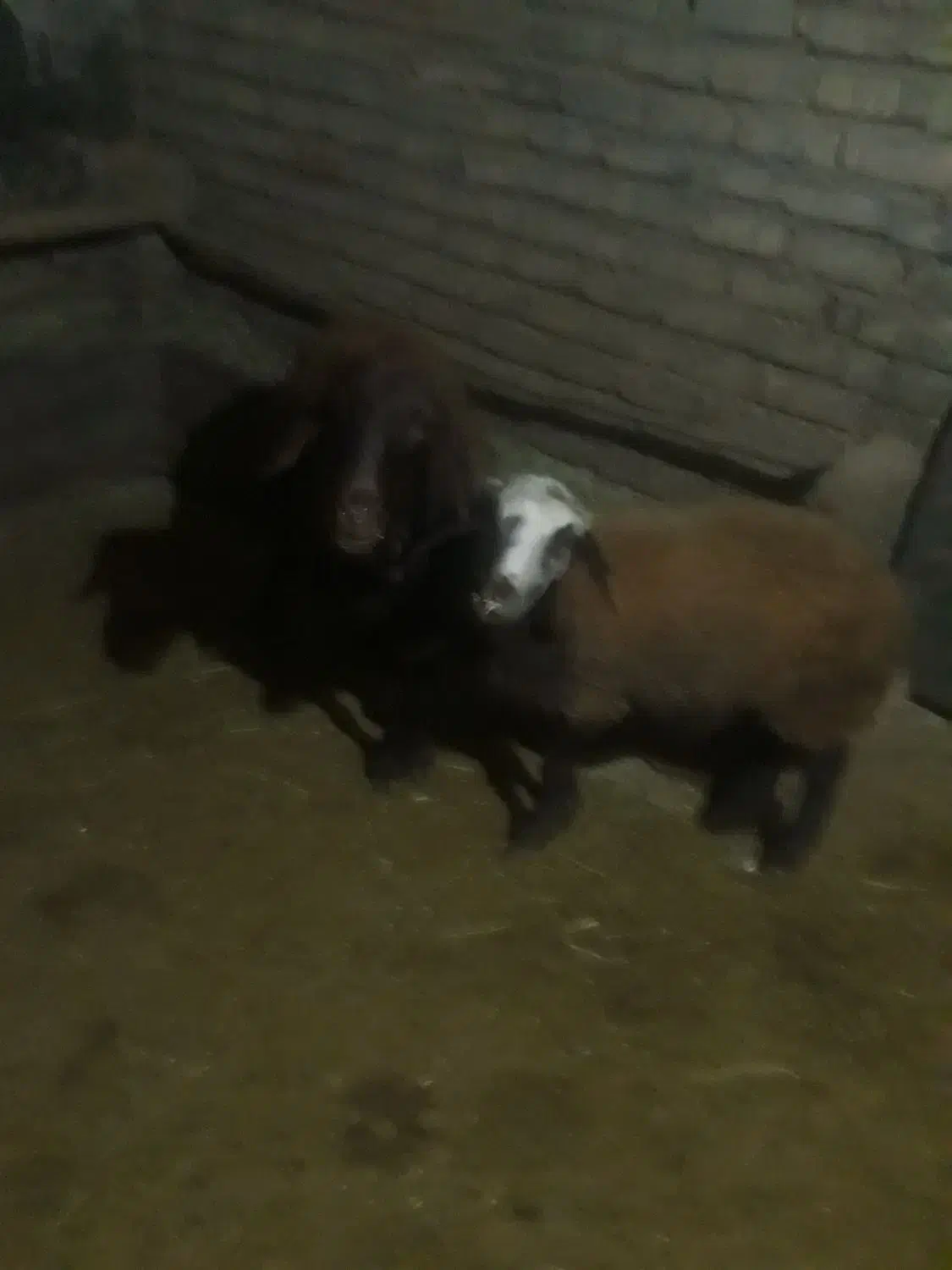 میش و بره|حیوانات مزرعه|نورآباد, |دیوار