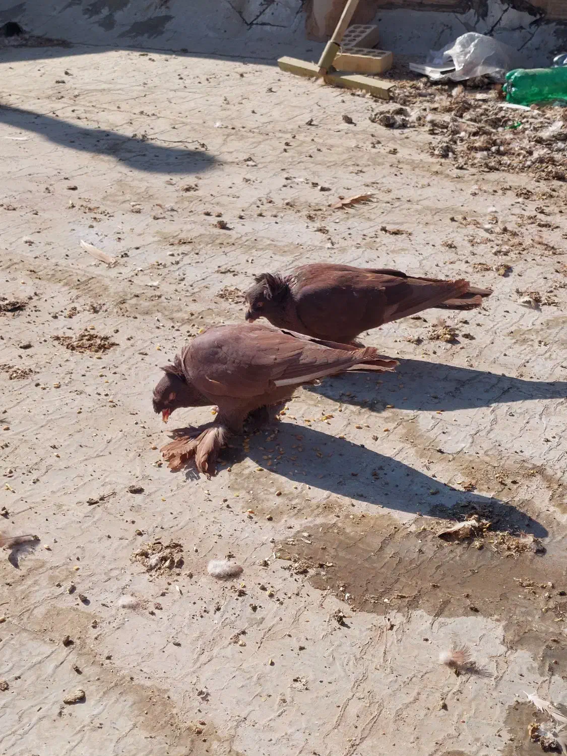 کبوتر راعبی|پرنده|برخوار, |دیوار