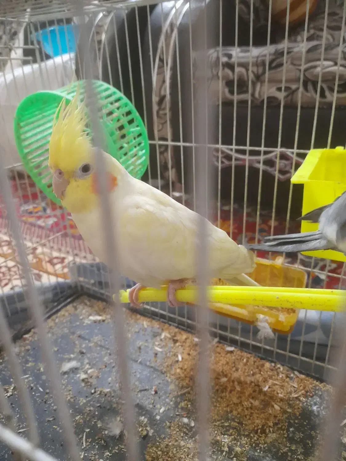 عروس هلندی|پرنده|مشهد, قائم|دیوار