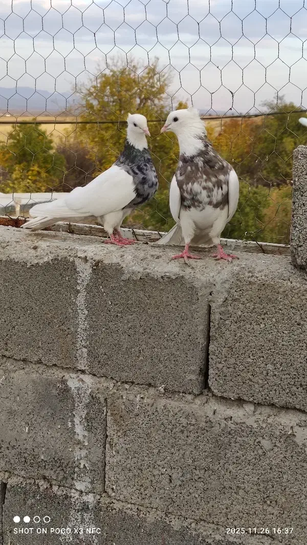 پرنده طوقی حیوانات.بی نقص|پرنده|کرمانشاه, |دیوار