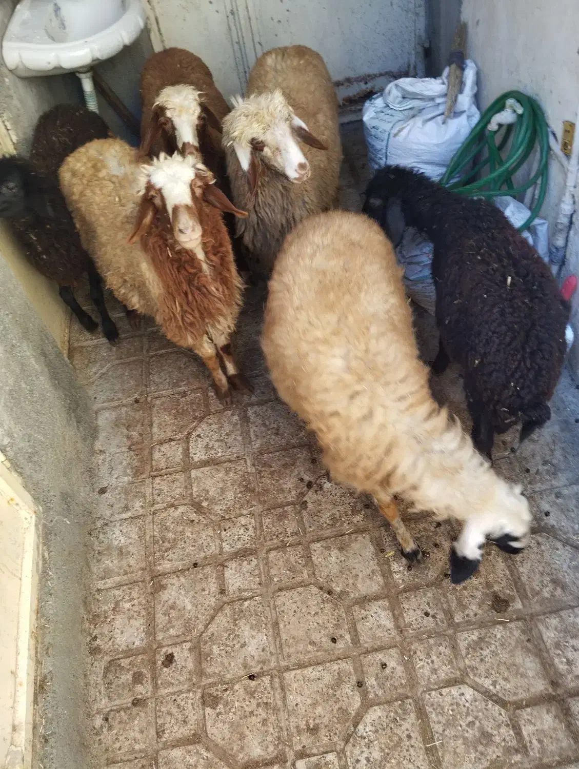 6عددبره ماده جفتی 22 ملیون مقتوع|حیوانات مزرعه|مریوان, |دیوار