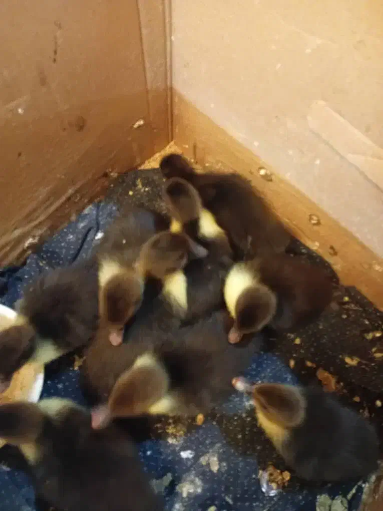 جوجه اردک روسی ده روزه|حیوانات مزرعه|محمودآباد, |دیوار