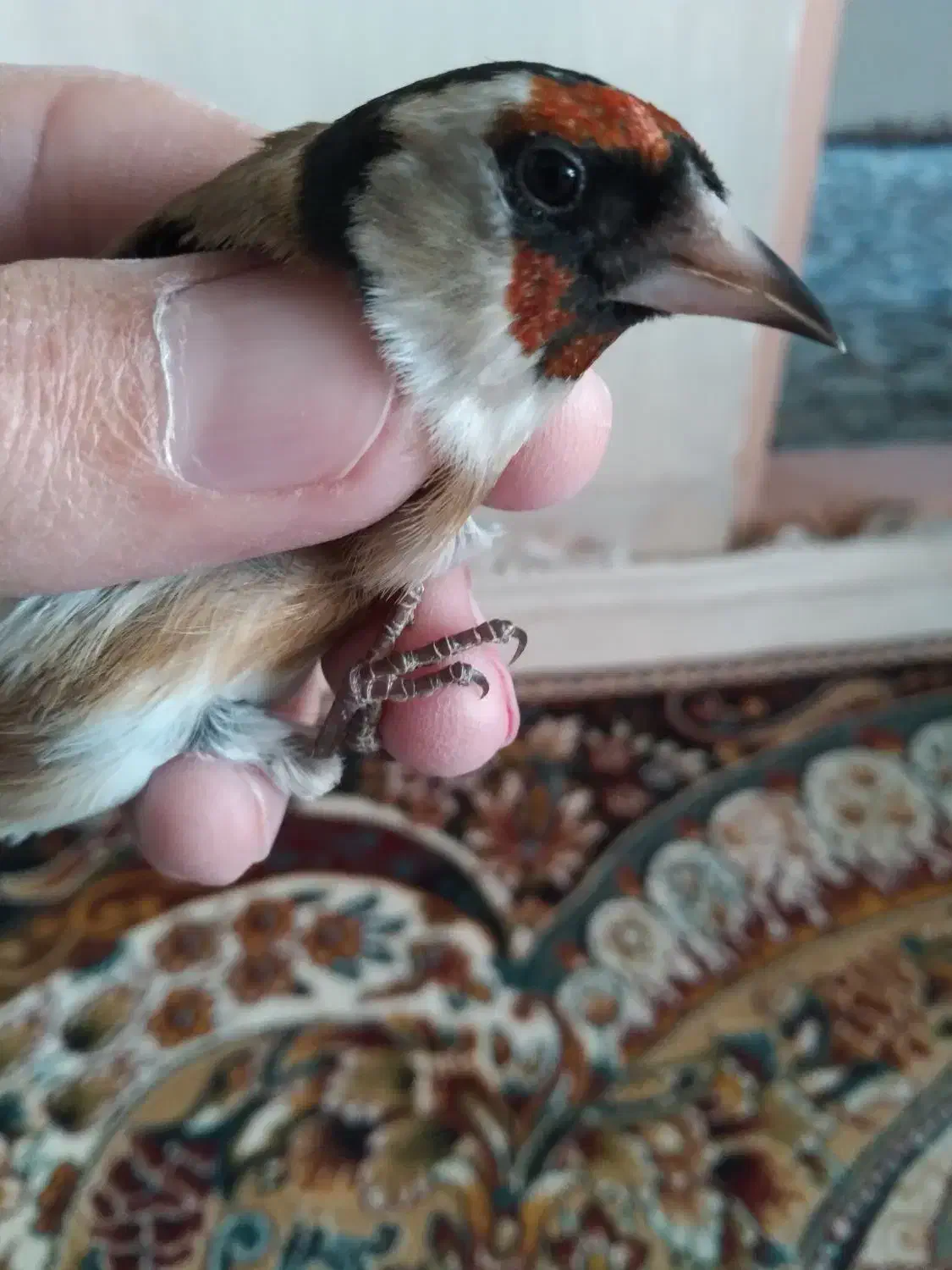 سهره صدرصدنر|پرنده|قم, ناصردیوان|دیوار