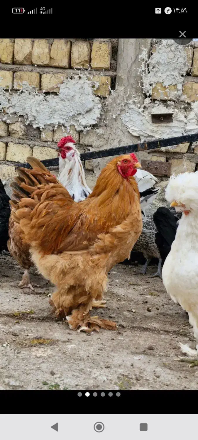 قو غاز اوکراینی|حیوانات مزرعه|آران و بیدگل, |دیوار