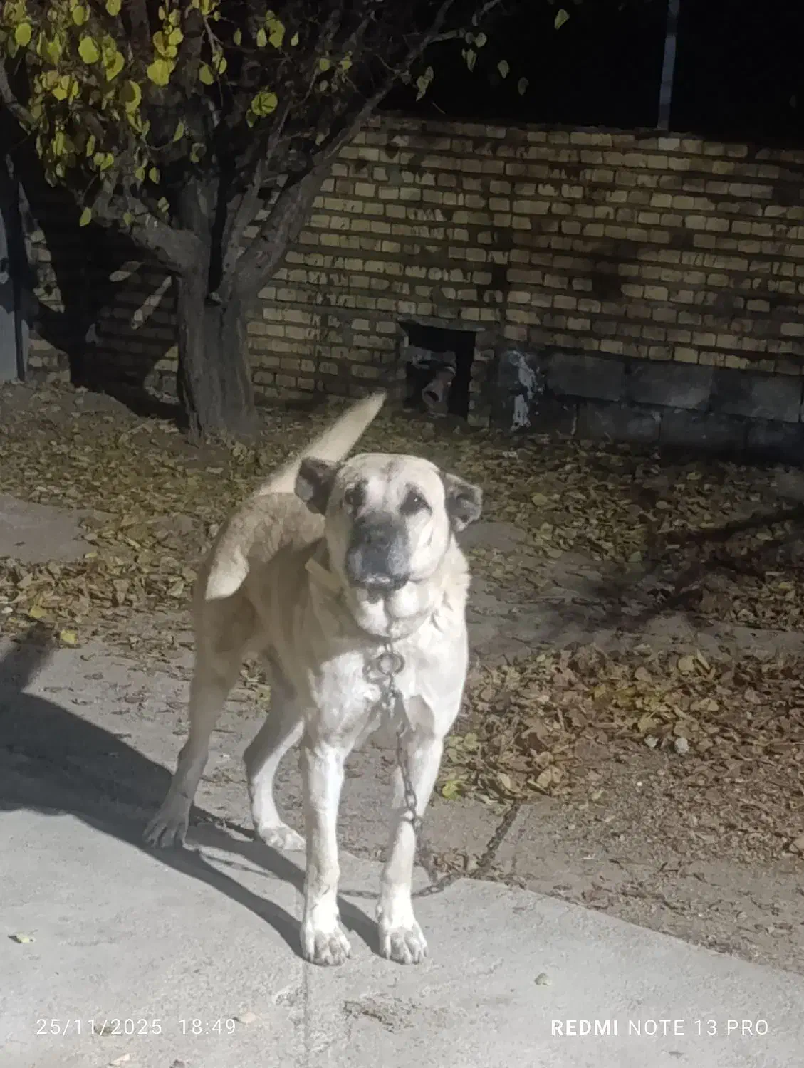 سگ سرابی|سگ|بوکان, |دیوار