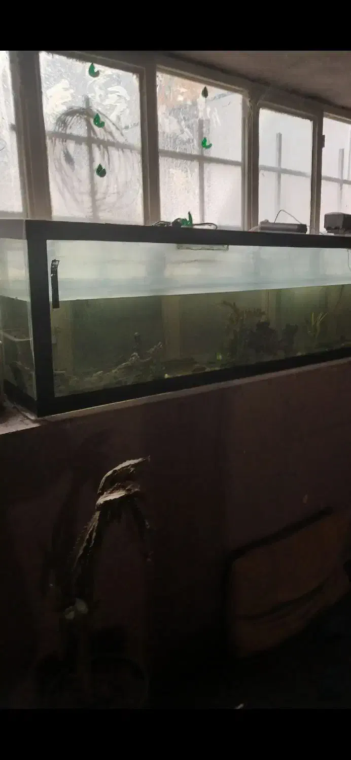 آکواریوم|ماهی|مشهد, ادیب نیشابوری (شهرک غرب)|دیوار