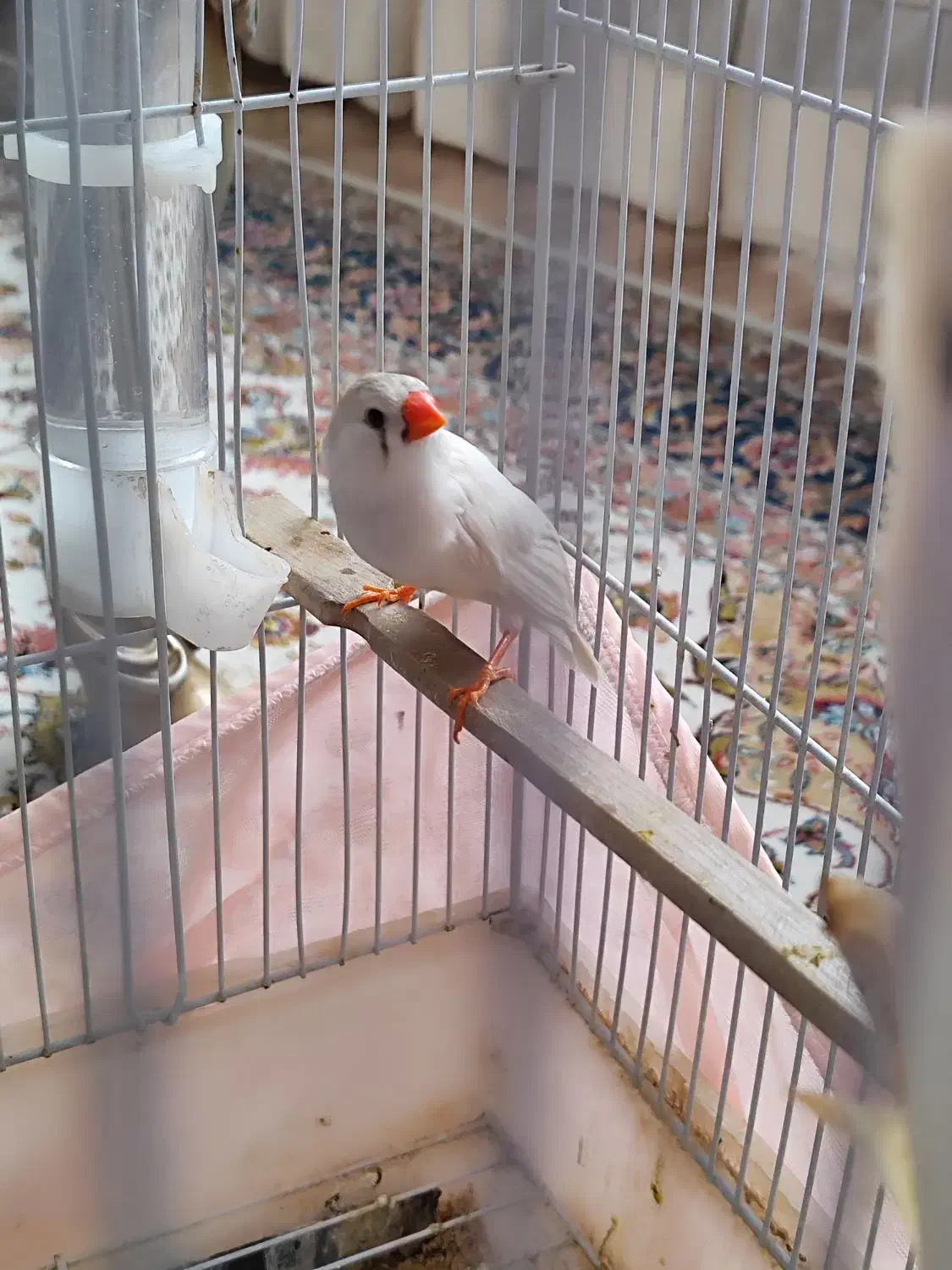 قفس پرنده|لوازم جانبی حیوانات|تهران, حکیمیه|دیوار