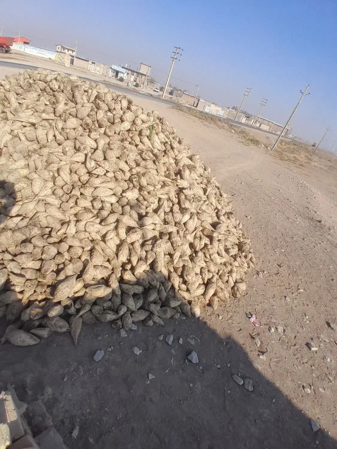 چغندر قند تازه|خدمات باغبانی و درختکاری|بشاریات, |دیوار