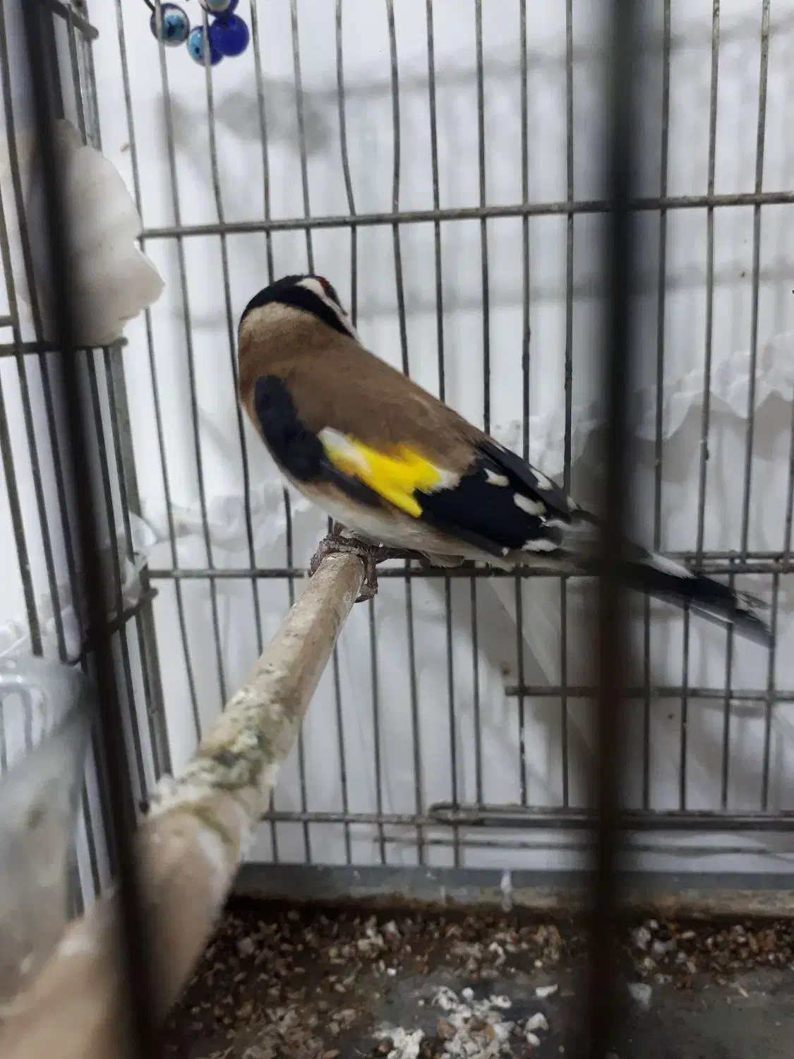 سهره سنندج|پرنده|محمدشهر, محمدشهر|دیوار