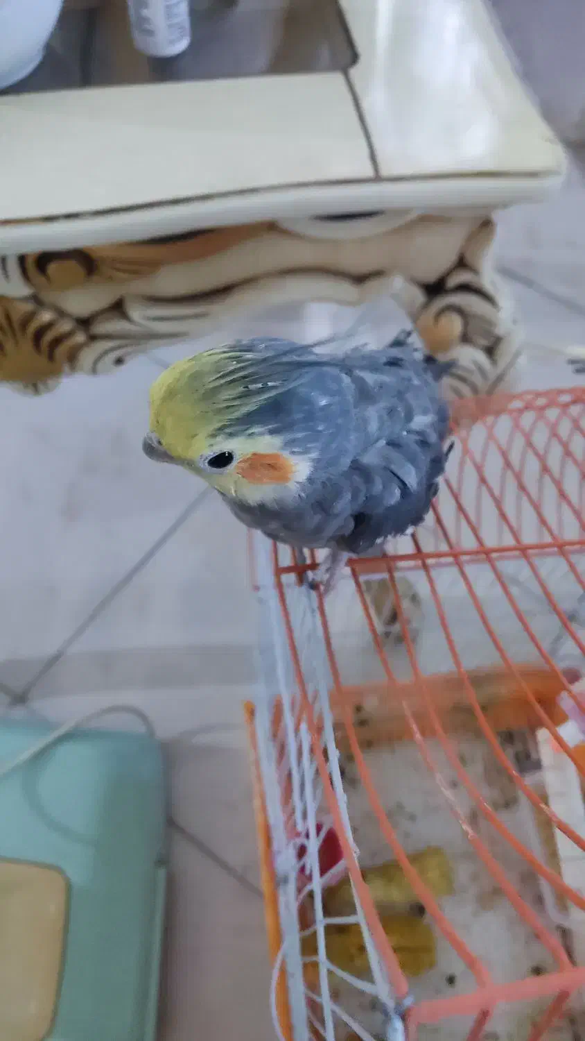 عروس هلندی دوعدد|پرنده|مشهد, امیریه|دیوار