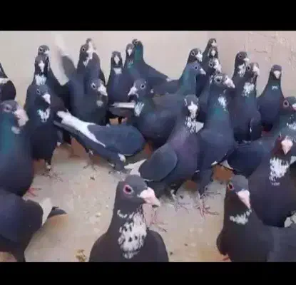 مینا سخنگو.فوری|پرنده|زاهدان, |دیوار