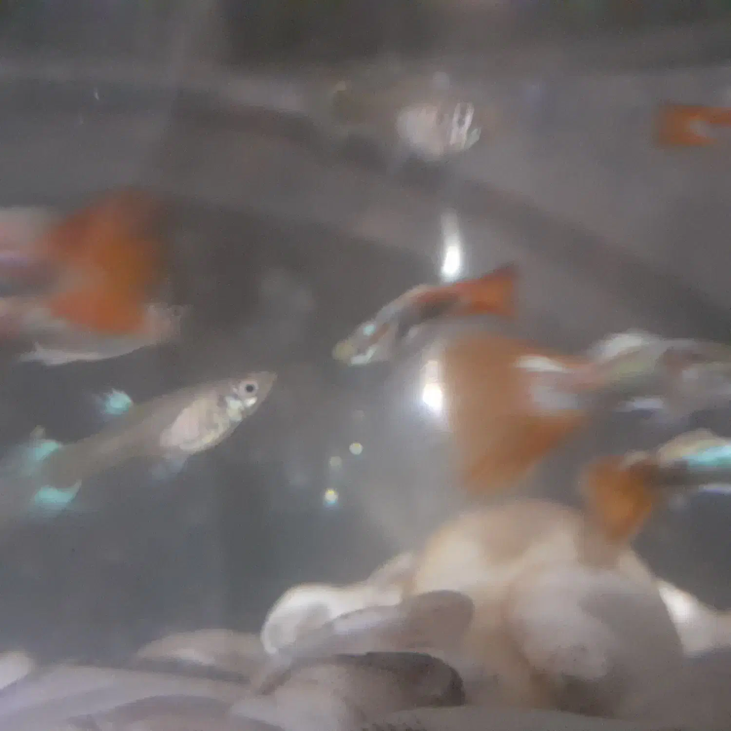 ماهی گوپی|ماهی|مشهد, هدایت|دیوار