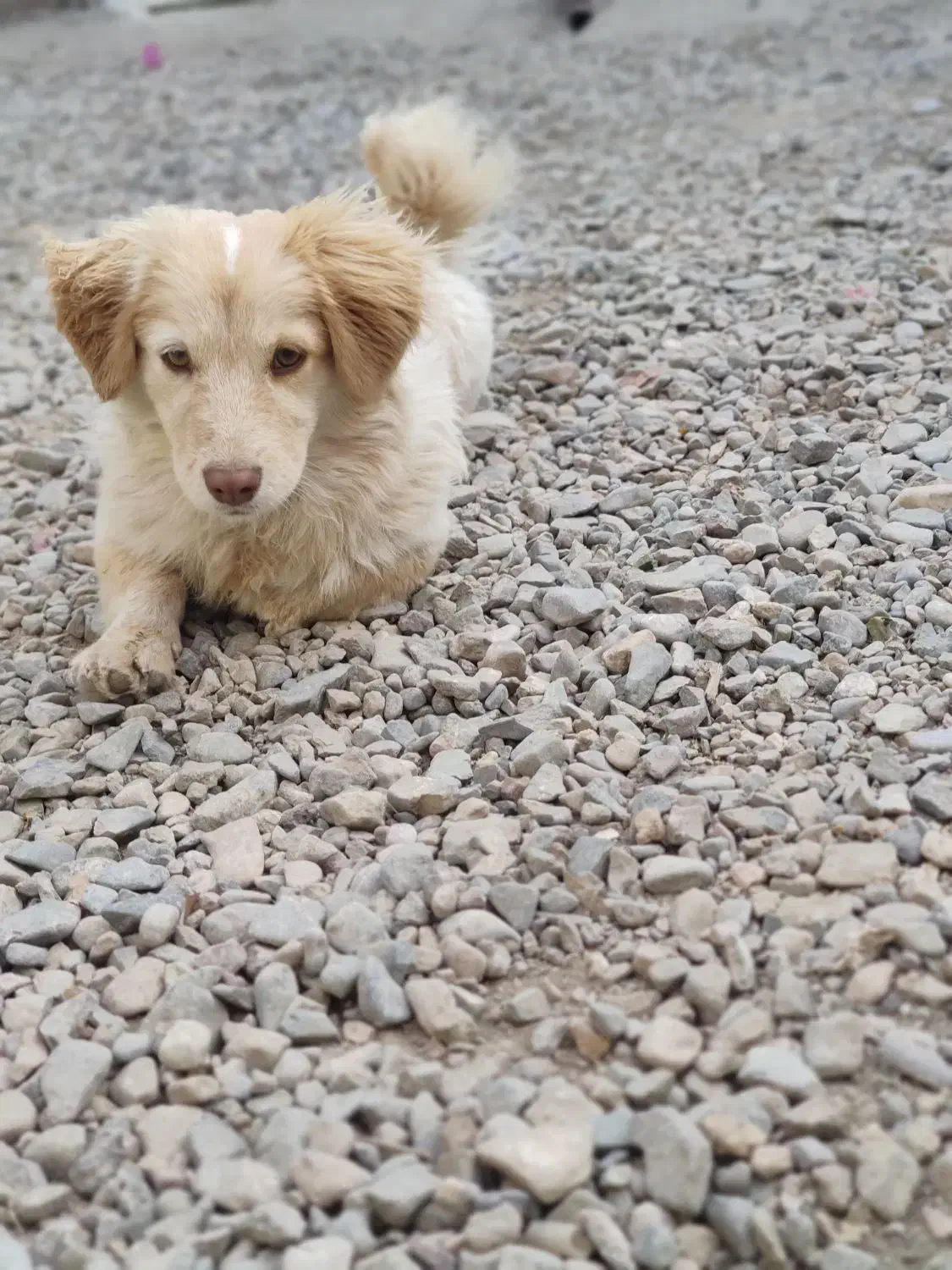 سگ بازیگوش|سگ|بردسکن, |دیوار