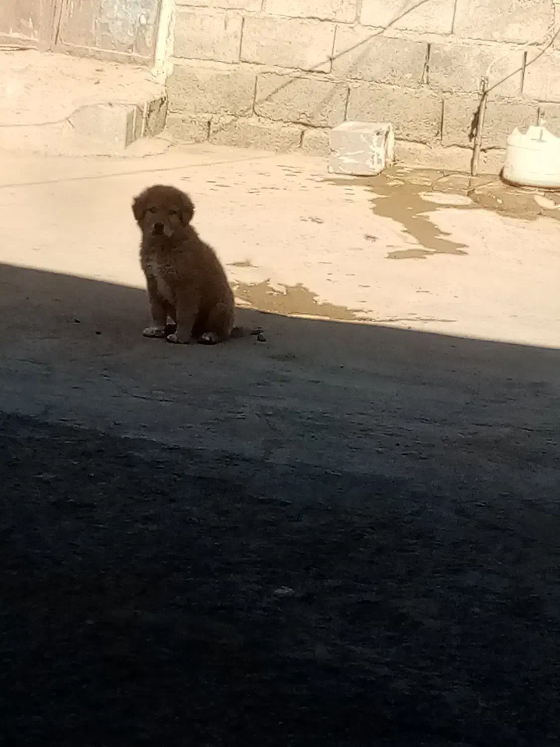 واگذاری توله|سگ|تربت جام, جلگه موسی آباد|دیوار