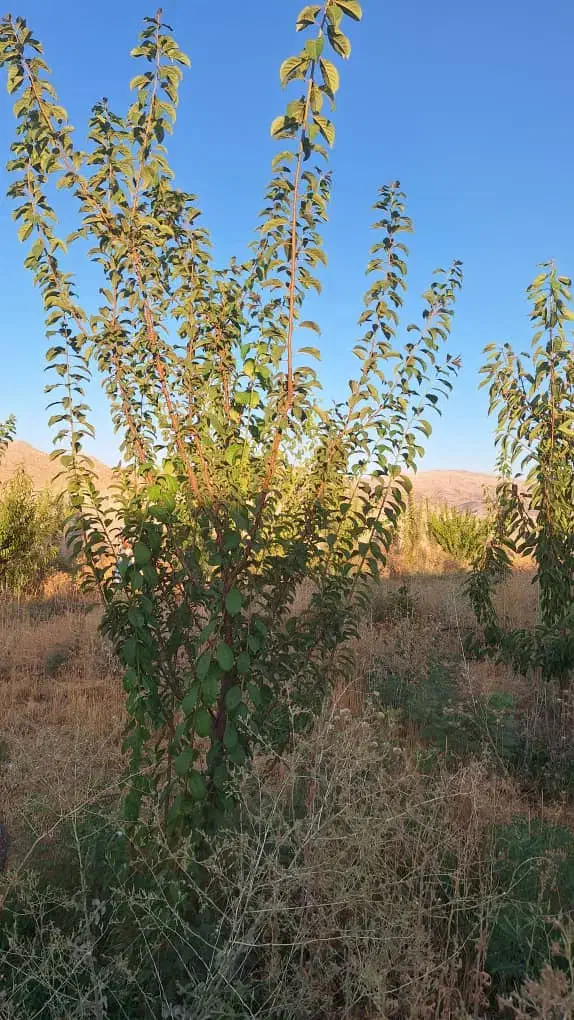 فروش باغ ۱۰۰۰ متری|فروش زمین و ملک کلنگی|همایجان, |دیوار