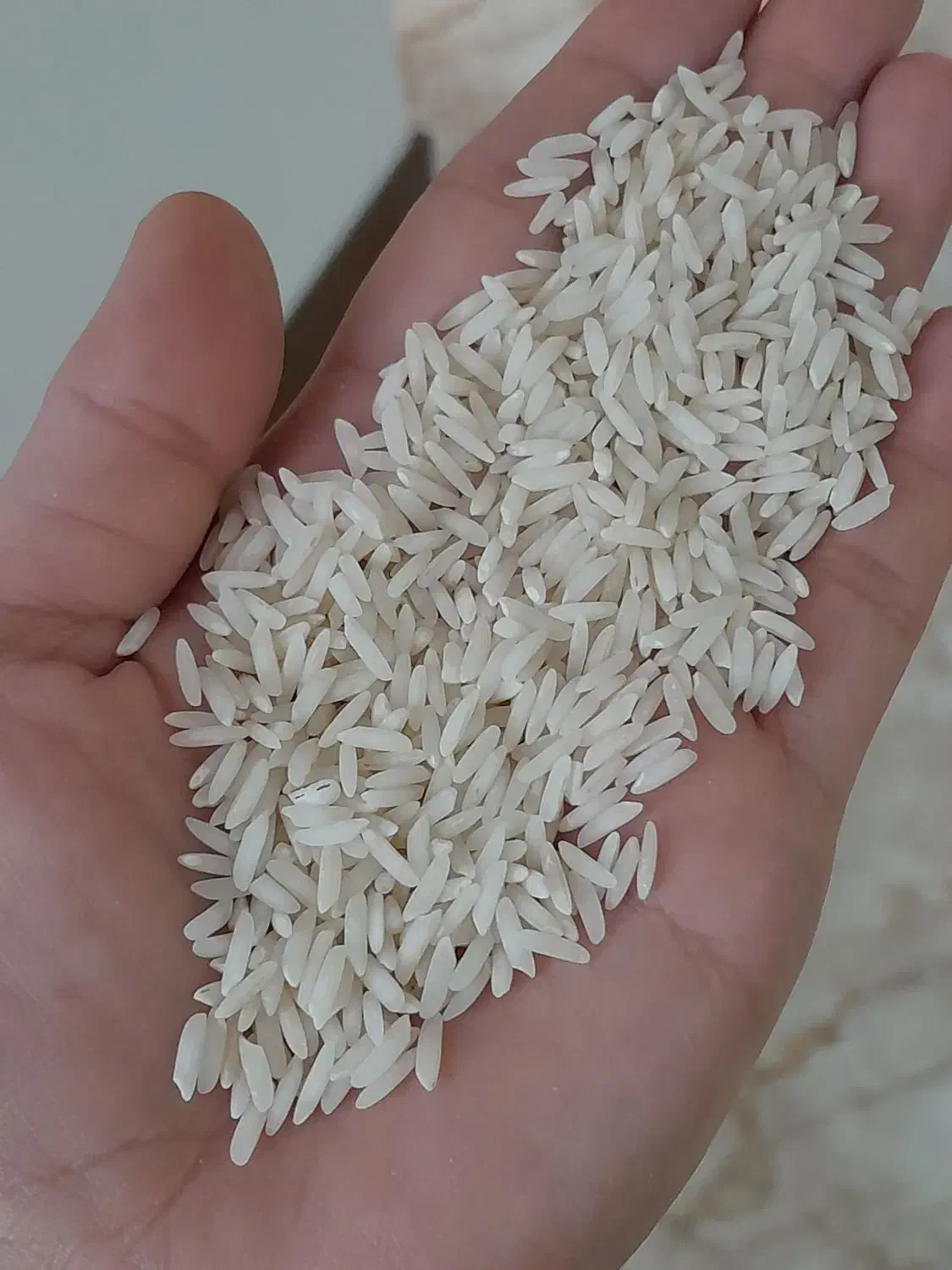 برنج طارم هاشمی معطر ومرغوب|حراج|ساری, |دیوار