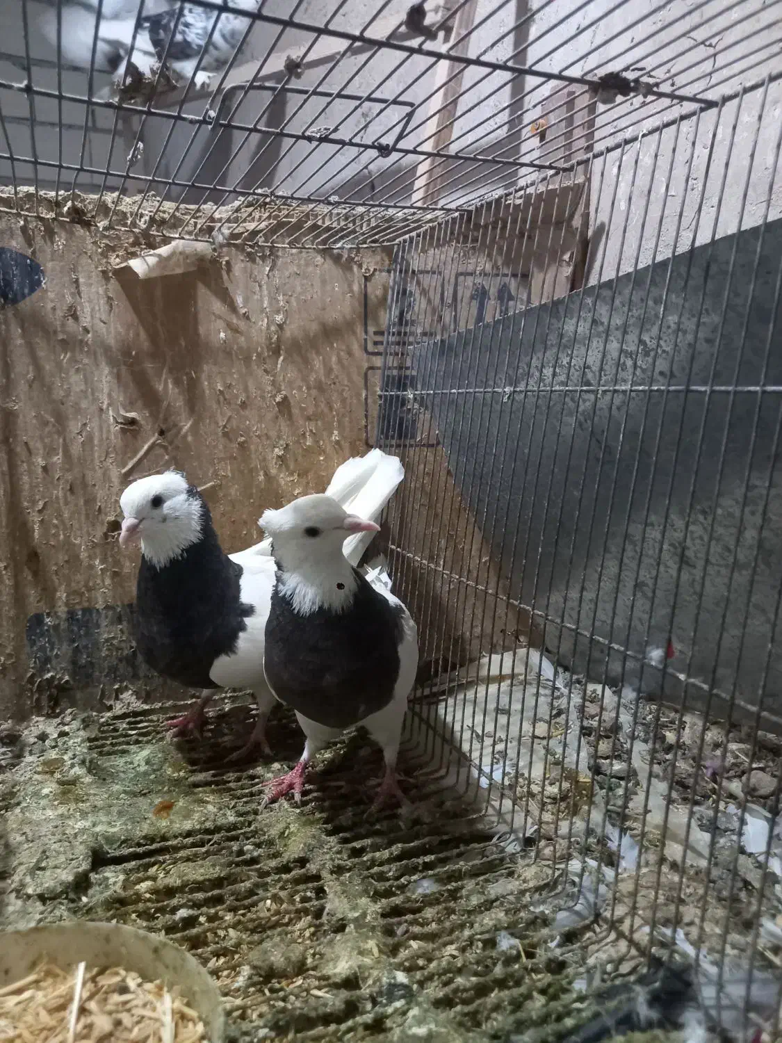 کبوتر طوقی سیاه|پرنده|قم, نیروگاه|دیوار