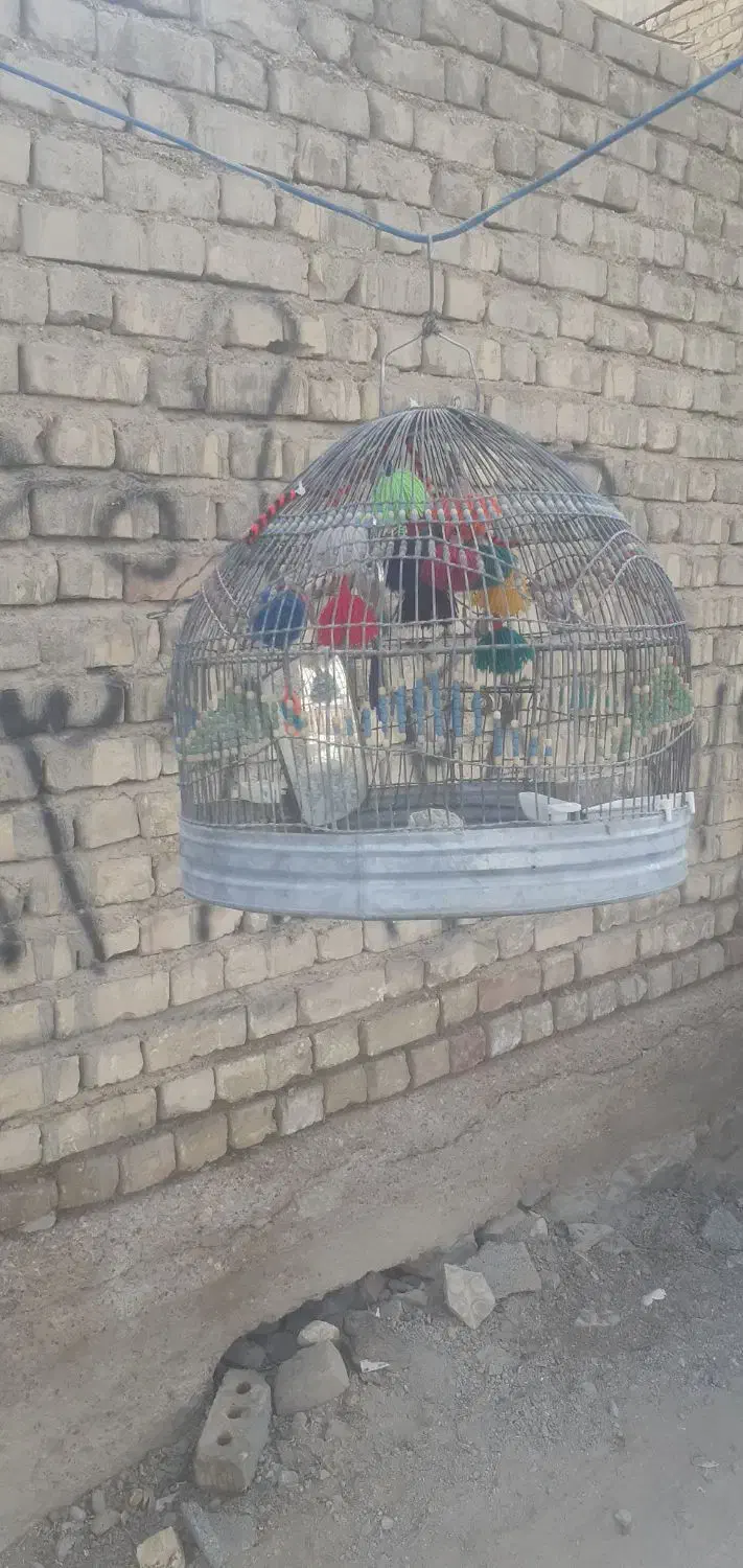 قفس پرنده|لوازم جانبی حیوانات|مرودشت, مختارآباد|دیوار
