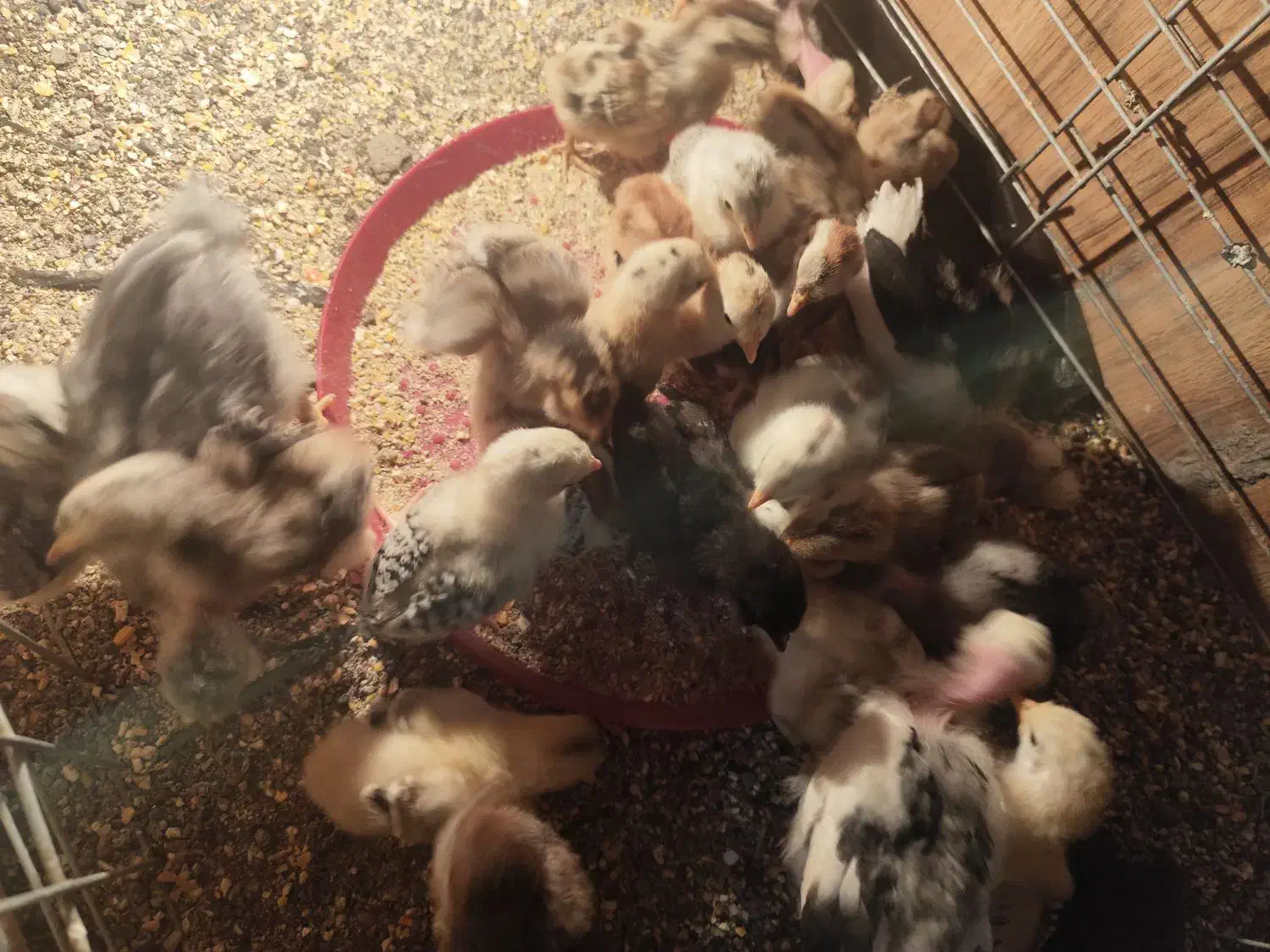 جوجه گلین|حیوانات مزرعه|سیرجان, |دیوار