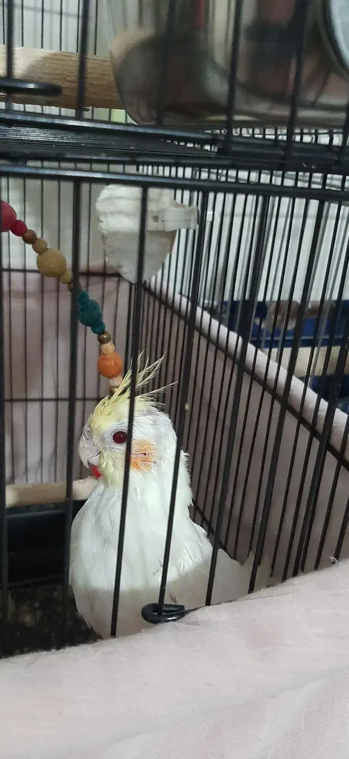 عروس هلندی نر|پرنده|نسیم‌شهر, |دیوار